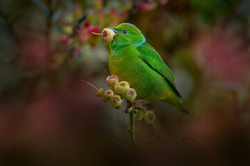 Bird with fruit in the bill. Golden-browed Chlorohonia, Chlorophonia callophrys, Mirador de los Quetzales in Costa Rica. Yellow green bird in the nature habitat. Birdwatching in Central America.