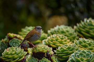 Obraz premium Black-billed Nightingale-Thrush, Catharus gracilirostris, brown grey bird in the nature forest habitat, Tapanti NP in Costa Rica. Bird in nature, green sukulent flower in wood.