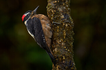 Hairy Woodpecker, Dryobates villosus, white black bird in the nature habitat., Talamanca in Costa Rica. Nature Wildlife. White black bird with red cap in the forest vegetation, Costa Rica. Woodpecker.