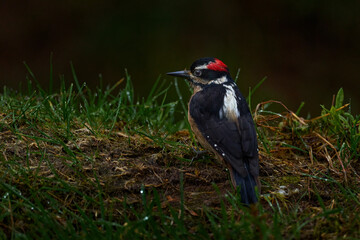 Hairy Woodpecker, Dryobates villosus, white black bird in the nature habitat., Talamanca in Costa Rica. Nature Wildlife. White black bird with red cap in the forest vegetation, Costa Rica. Woodpecker.