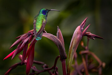 Obraz premium Lesser violetear, Colibri cyanotus, blue and green hummingbird sitting on the red tropic flower in the forest, Talamanca, Costa Rica. Mountain violet-ear bird in nature, wildlife.