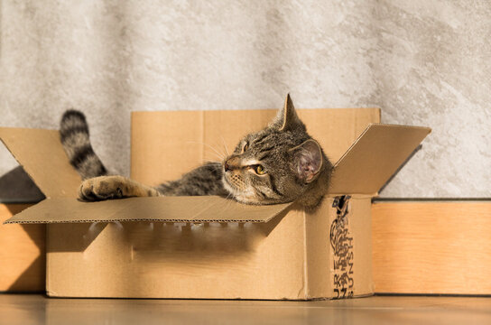Fototapeta Mały śmieszny kot w kartonowym pudełku