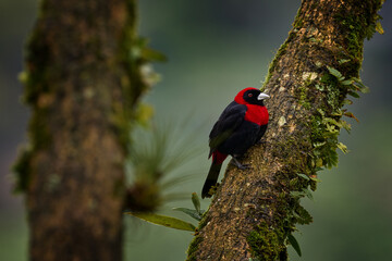 Bird in Costa Rica. Crimson-collared Tanager, Ramphocelus sanguinolentus, exotic tropical red and black songbird from Costa Rica, in the green forest nature habitat. Beautiful tropical bird.