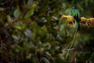 Resplendent Quetzal in jungle habitat. Wildlife scene from Costa Rica. Quetzal in dark tropic forest, Pharomachrus mocinno, from  nature Costa Rica. Magnificent sacred mystic green and red bird.