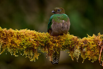 Resplendent Quetzal in jungle habitat. Wildlife scene from Costa Rica. Quetzal in dark tropic forest, Pharomachrus mocinno, from  nature Costa Rica. Magnificent sacred mystic green and red bird.