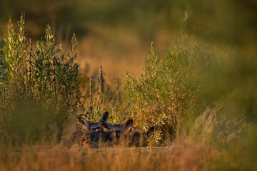 Fototapeta premium Bat-eared fox, Otocyon megalotis, wild dog from Africa. Rare wild animal, evening light in grass. Wildlife scene, Central Kalahari, Botswana. Fox hunting with big long ears. Animal behaviour. Hidden.