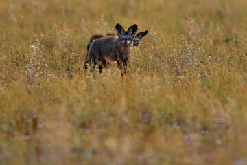 Fototapeta premium Bat-eared fox, Otocyon megalotis, wild dog from Africa. Rare wild animal, evening light in grass. Wildlife scene, Central Kalahari, Botswana. Fox hunting with big long ears. Animal behaviour. Hidden.