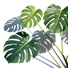 Realistic monstera leaf shadow overlay with soft sunlit edges