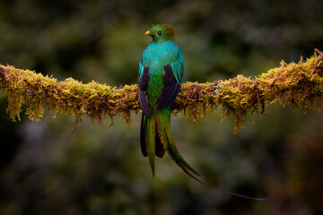 Tropic wildlife, bird flight. Resplendent Quetzal. Resplendent Quetzal, Pharomachrus mocinno, from Costa Rica with green forest background. Tropic bird. Magnificent sacred green bird, nature jungle.