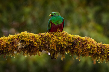 Quetzal in dark tropic forest, Pharomachrus mocinno, from  nature Panama. Magnificent sacred mystic green and red bird. Wildlife scene from Panama. Resplendent Quetzal in jungle habitat.
