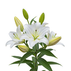 Obraz premium Elegant white lilies bloom with green stems and buds against a stark background transparent background