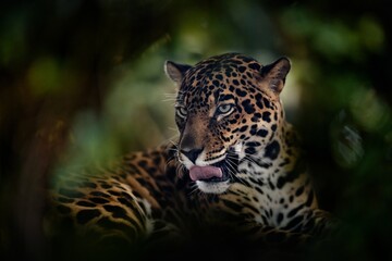Jaguar, close-up detail portrait in nature. Wild feline with tongue out, Cuiba river in north of Pantanal, Brazil. Jaguar from South America, in green forest vegetation in nature, wildlife Brazil.