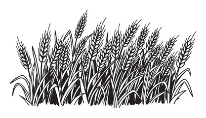 Obraz premium Black and white illustration of a dense field of wheat stalks with intricate detailing and elongated leaves.