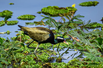 A beautiful bird with long legs walks through a wetland environment