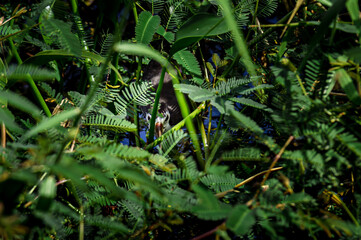 A hidden bird peeks through lush green foliage in a natural wetland habitat