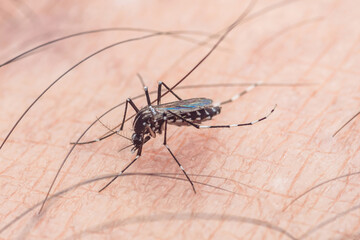 Close-up view of a mosquito on human skin, showing detail of the insect