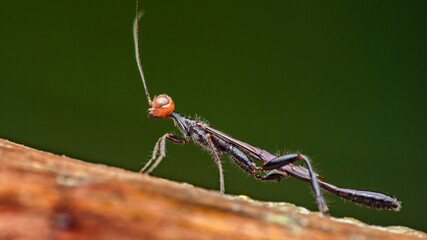 Macro shot of a slender ichneumon wasp perched on a branch