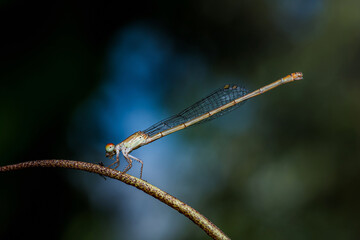 Close-up of a damselfly perched on a slender twig against a blurred background