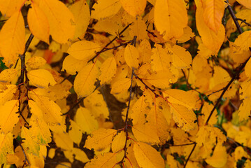 Yellow autumn leaves background full frame
