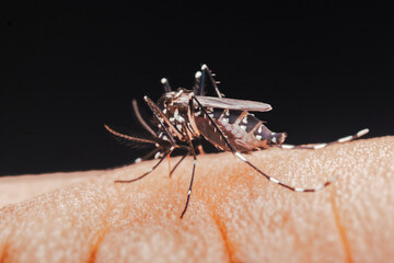 Close-up view of a mosquito on human skin, showing detail and texture