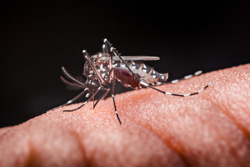 Close-up of a mosquito feeding on human skin