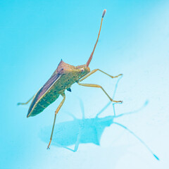 Close-up of a leaf-footed bug on a light blue background, showing its unique features