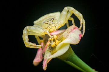 Macro shot of a crab spider on a flower with a black background