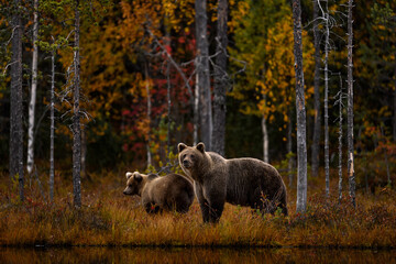 Autumn wildlife, nature in Europe. Bear walk in orange red forest. Autumn trees with bear....