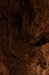 ground tree background