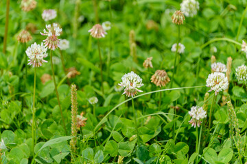 初夏の草原に咲くシロツメクサ（クローバー）の花
