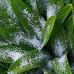 Lush Green Leaves Embracing a Delicate Snowfall Captivating Contrast of Seasons Nature's Beauty Peaceful Winter Ambiance Serene Cold Backdrop Detailed Botanical