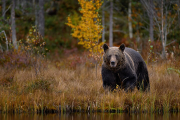 Naklejka premium Nature in Europe, autumn wildlife. Bear walk in orange red forest. Autumn trees with bear. Beautiful brown bear walking around lake with fall colours. Dangerous animal in the wood.