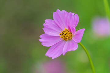 Obraz premium 緑の背景に映えるピンク色のコスモスの花