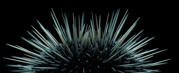 Obraz premium The sharp sea urchin spines evoke a tense and fragile natural beauty.