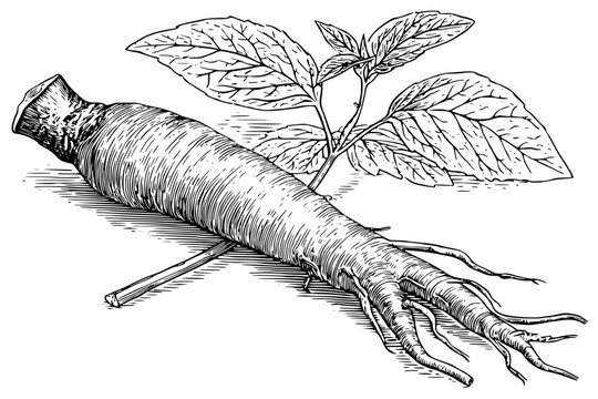 Essence Ginseng: Root Power Renewal | Clean, isolated vector art for creative projects.