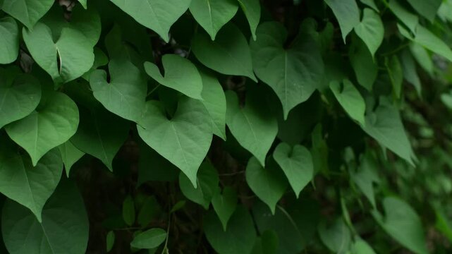 Dense heart-shaped green leaves of sweet potato vine or morning glory plant creating natural texture background