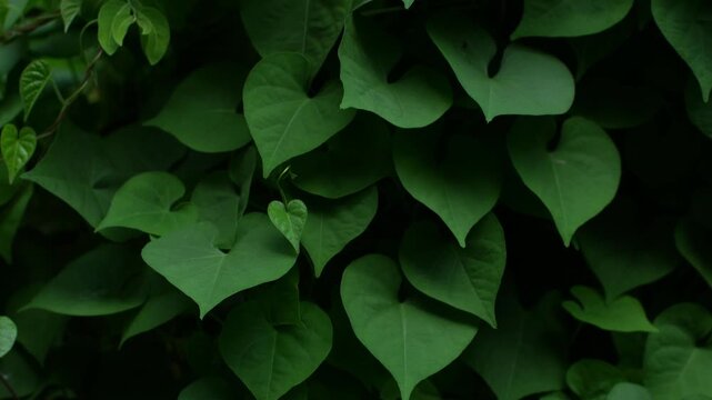 Dense heart-shaped green leaves of sweet potato vine or morning glory plant creating natural texture background