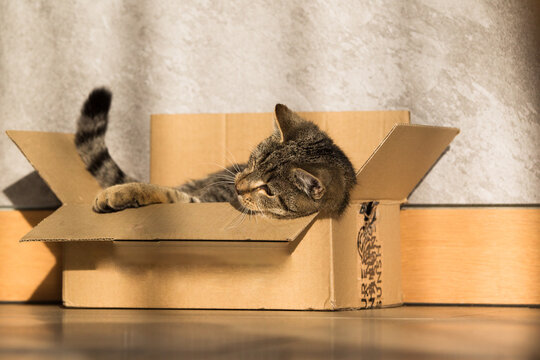 Fototapeta Mały śmieszny kot w kartonowym pudełku