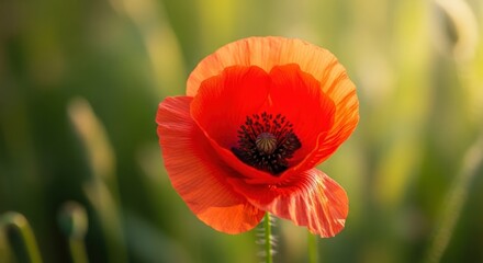 Fototapeta premium Describe the main subject (flower), including name, activity, or details,