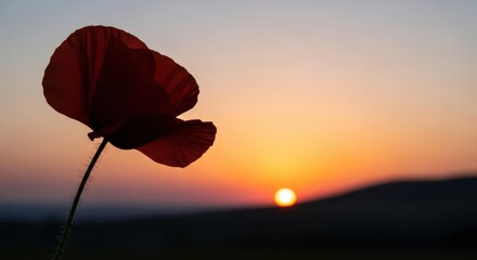 Describe the main subject (flower, sunset, landscape), including the poppy