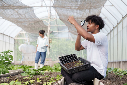 Multiracial male student using magnifying glass to inspect young plant in greenhouse while classmate walks behind during agriculture class learning science-based crop analysis and sustainable farming