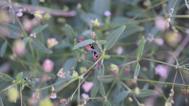 Milkweed Bugs