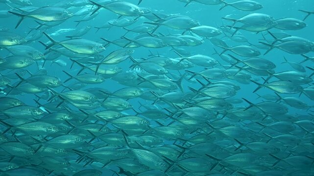 Giant trevally, Caranx ignobilis, patrolling around trevallies, Raja Ampat Indonesia.
