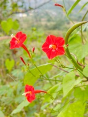 Fototapeta premium The trumpet-shaped blooms are set against a soft-focus, natural green background of foliage and a distant landscape, captured in bright natural light.