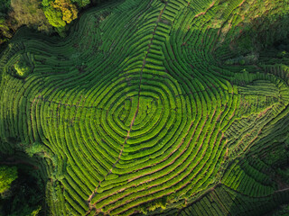 Beautiful tea crops terrace landscape in China