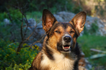 PORTRAIT, CLOSE UP, DOF: Calm brown dog sits in warm sunlight surrounded by forest greenery. His intelligent gaze and relaxed posture capture the gentle loyalty and charm of a true outdoor companion.