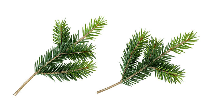 branch of a pine tree isolated on white