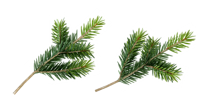 branch of a pine tree isolated on white