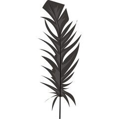 A single detailed black feather with a transparent background isolated on white for graphic design use