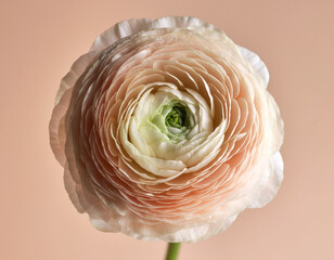 Close-Up of a Ranunculus Flower with Layered Petals on Pastel Peach Background